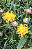 CENTAUREA ORIENTALIS