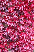 PARTHENOCISSUS TRICUSPIDATA VEITCHII