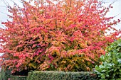 PARROTIA PERSICA