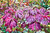 Acer aconitifolium
