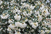 OSMANTHUS DELAVAYI