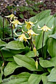 ERYTHRONIUM PAGODA