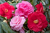 CAMELLIA MIXED