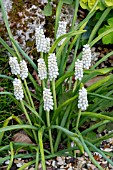 MUSCARI BOTRYOIDES ALBUM