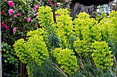 Euphorbia characias subsp. wulfenii