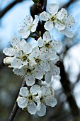 GREENGAGE BLOSSOM