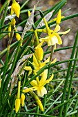 NARCISSUS TRIANDRUS HAWERA