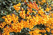 BERBERIS DARWINII AGM