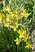 NARCISSUS TRIANDRUS HAWERA