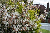 Amelanchier lamarckii