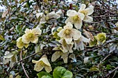 CLEMATIS CIRRHOSA VAR. BALEARICA