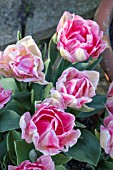 TULIPA FOXTROT