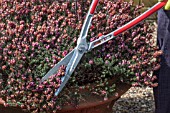 TRIMMING HEATHERS AFTER FLOWERING