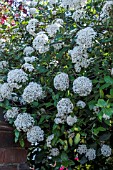 VIBURNUM CARLESII AGM