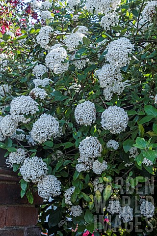 VIBURNUM_CARLESII_AGM