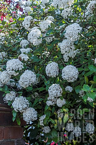 VIBURNUM_CARLESII_AGM