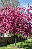 MALUS PROFUSION