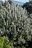 ERICA ARBOREA ALPINA