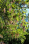 ACER NEGUNDO FLOWERS