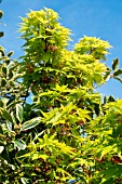 ACER PALMATUM SANGO-KAKU