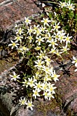 CLEMATIS PIXIE