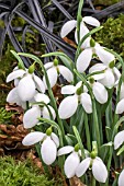 GALANTHUS BUBBLES