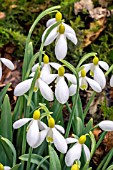 GALANTHUS SPINDLESTONE SURPRISE