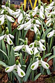 GALANTHUS TRUMPS