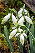 GALANTHUS KIDARE