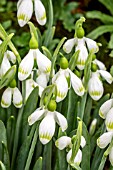 GALANTHUS SPRITE