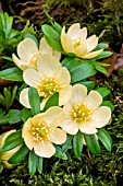 ERANTHIS HYEMALIS SCHWEFELGLANZ