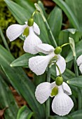 GALANTHUS DIGGORY