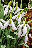 GALANTHUS WARLEY DUO