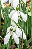 GALANTHUS GRAVITY