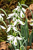 GALANTHUS TRUMPS