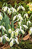 GALANTHUS COWHOUSE GREEN