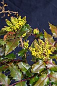 MAHONIA X WAGNERI