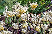 EDGEWORTHIA CHRYSANTHA