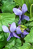 VIOLA ODORATA JOHN RADDENBURY