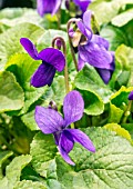 VIOLA ODORATA PRINCESS OF RUSSIA