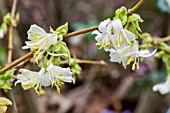 LONICERA FRAGRANTISSIMA