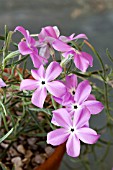 PHLOX NANA VAR ENSIFOLIA