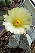 ASTROPHYTUM ORNATUM X MYRIOSTIGMA