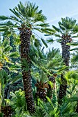 CHAMAEROPS HUMILIS