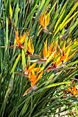 STRELITZIA REGINAE