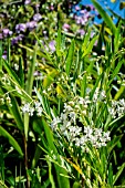 ASCLEPIAS VERTICILLATA