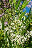 ASCLEPIAS VERTICILLATA