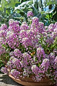 LOBULARIA MARITIMA ROYAL CARPET