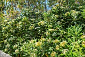 PITTOSPORUM TOBIRA