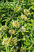 PITTOSPORUM TOBIRA